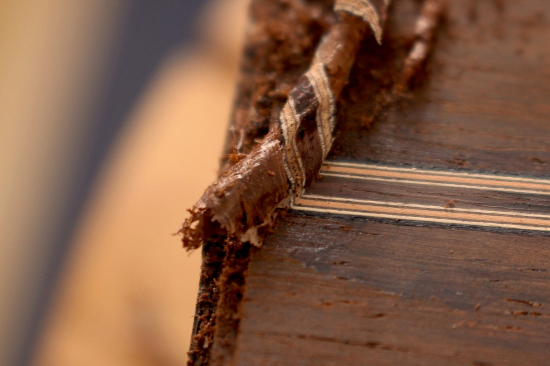 Michael Cadiz - 2020 "Romanillos"